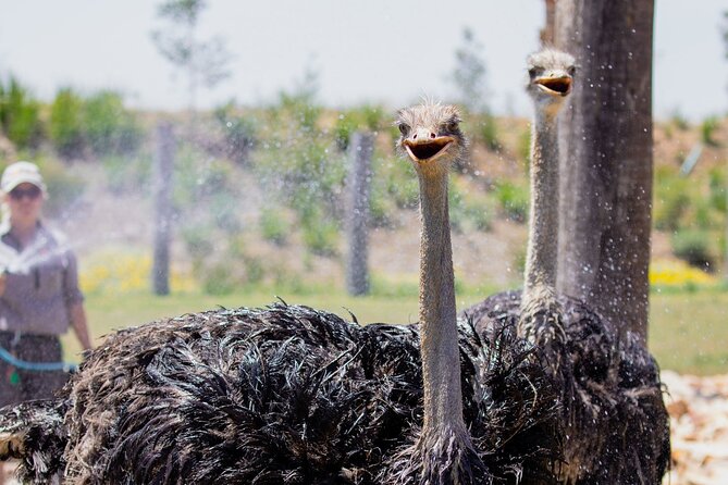 Featherdale Wildlife Park with Exclusive Private Transfers - Entering Featherdale Sydney Wildlife Park