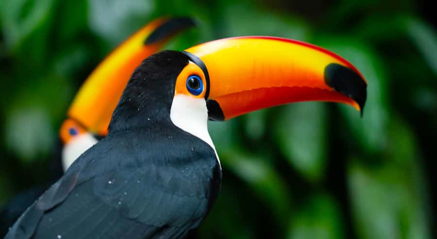 Foz do Iguaçu: Bird Park Tour with Tickets - A quieter side of Foz do Iguaçu
