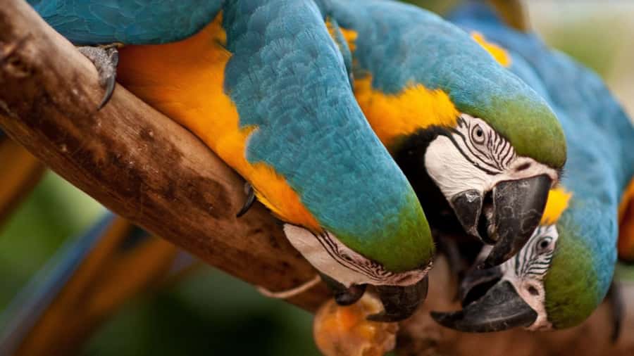 Foz do Iguaçu: Bird Park Tour with Tickets - The ride from your hotel to Parque das Aves