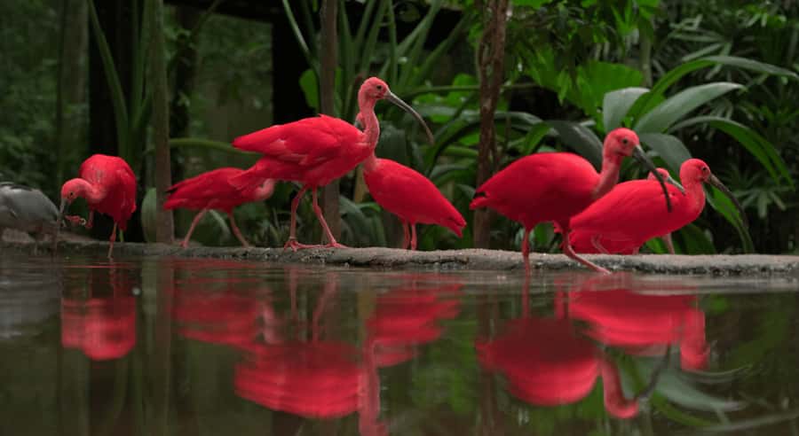 Foz do Iguaçu: Bird Park Tour with Tickets - Ending beside the Lake of the Flamingos