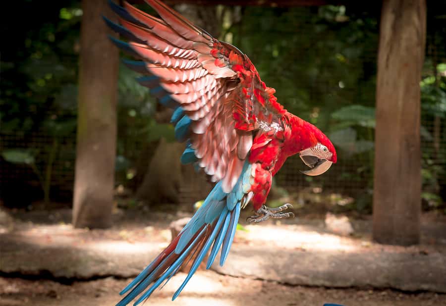 Foz do Iguaçu: Bird Park Tour with Tickets - Timing it with Iguaçu Falls