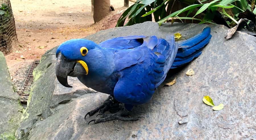Foz do Iguaçu: Bird Park Tour with Tickets - What the $54 price really covers