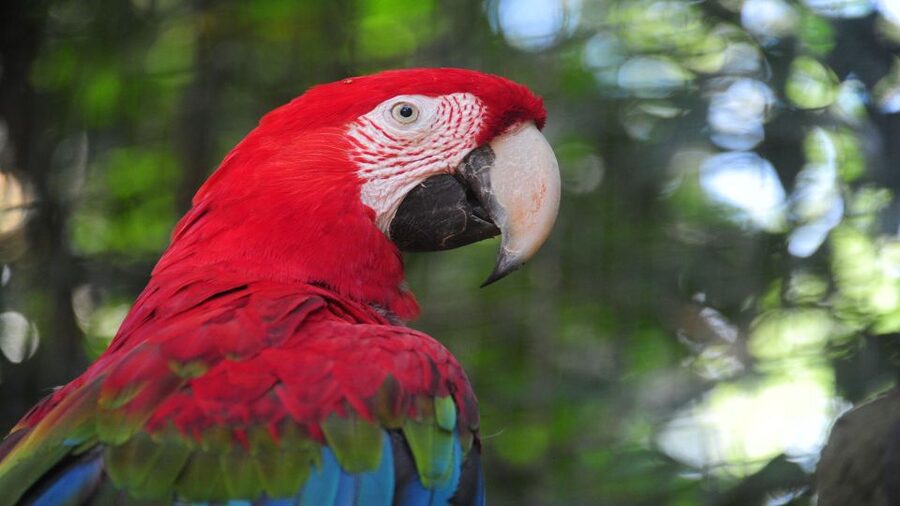 Foz do Iguaçu: Brazilian Side of the Falls + Bird Park - Following the 1,200-meter route to Iguaçu Falls