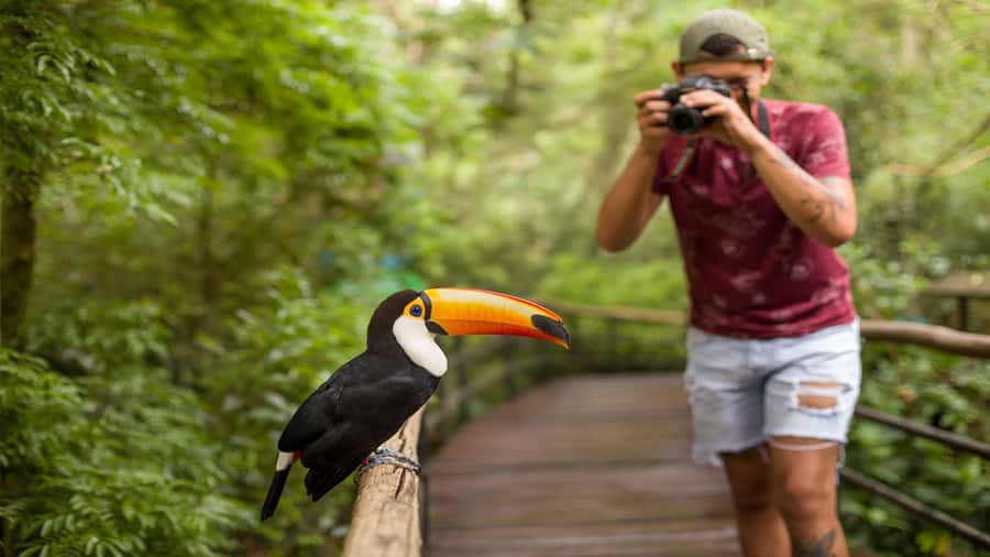 Foz do Iguaçu: Brazilian Side of the Falls + Bird Park - Devil’s Throat and the panoramic elevator