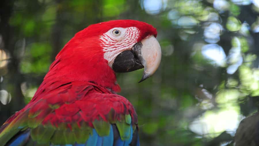 Foz do Iguaçu: Brazilian Side of the Falls + Bird Park - The value of $50, with one important extra cost