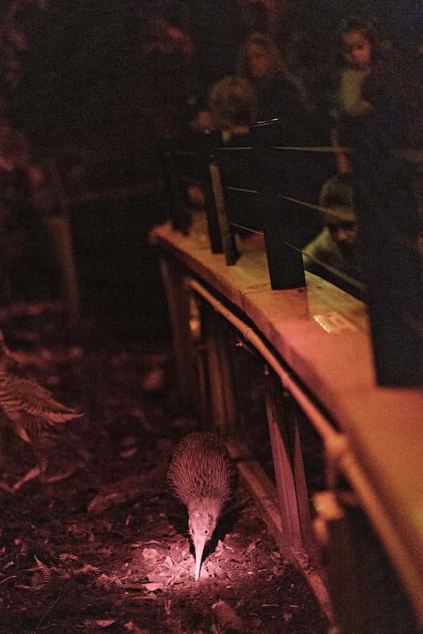 Franz Josef: West Coast Wildlife Centre Entry Ticket -48 hrs - Kiwi, tuatara, and penguins in one Franz Josef stop