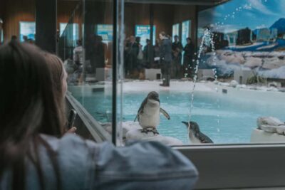 Franz Josef: West Coast Wildlife Centre Entry Ticket -48 hrs