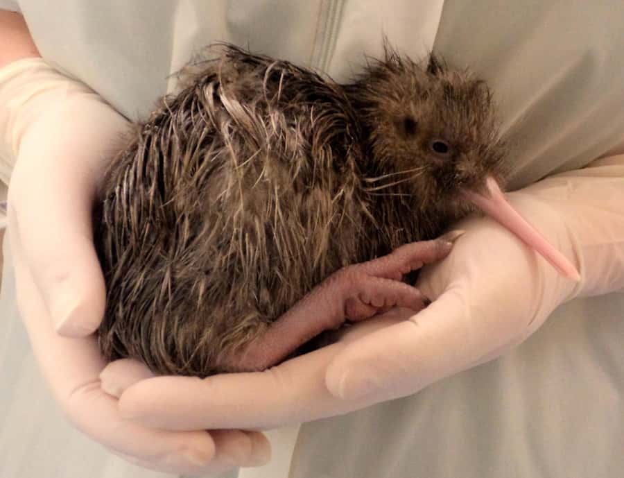 Franz Josef: West Coast Wildlife Centre Entry Ticket -48 hrs - How to plan your 48-hour pass