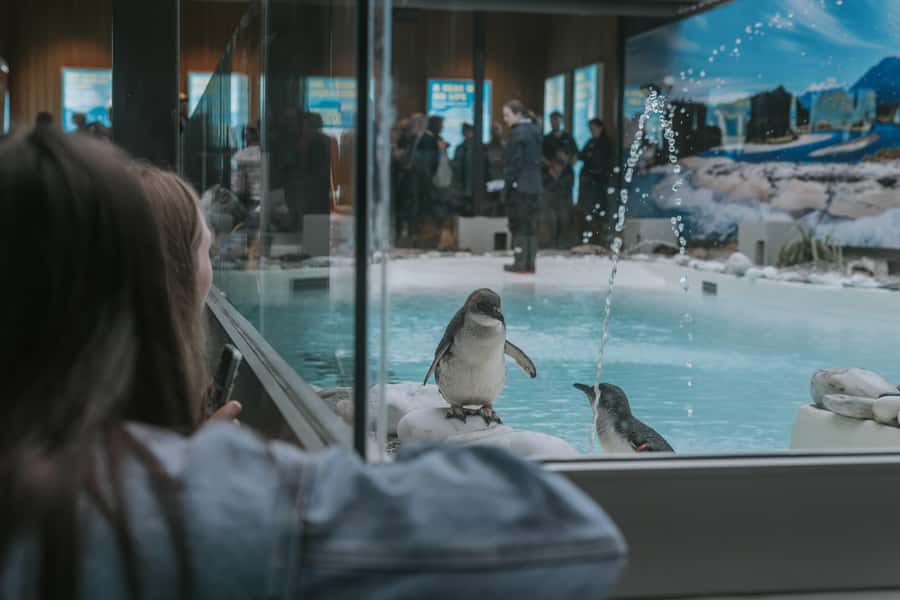 Franz Josef: West Coast Wildlife Centre Entry Ticket -48 hrs - The Ambassador Penguin Encounter
