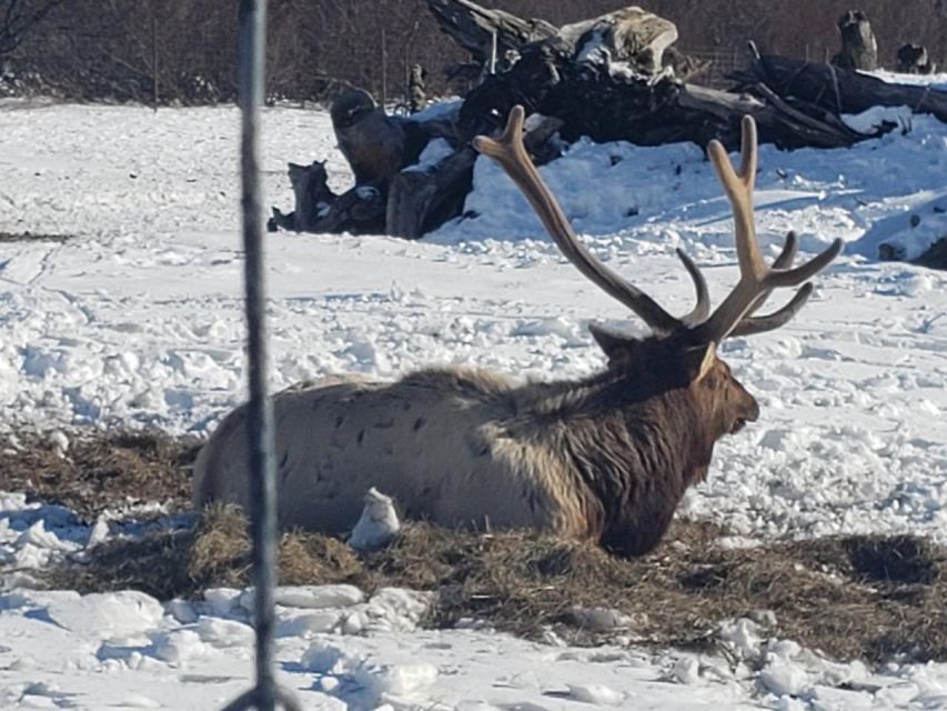 From Anchorage: Alaska Wildlife Center & Turnagain Arm Tour - Why this Anchorage tour works so well