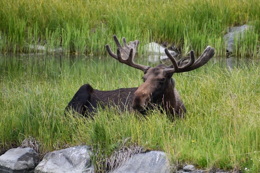 From Anchorage: Valley of Glaciers & Wildlife Center Tour - Key points to know before booking
