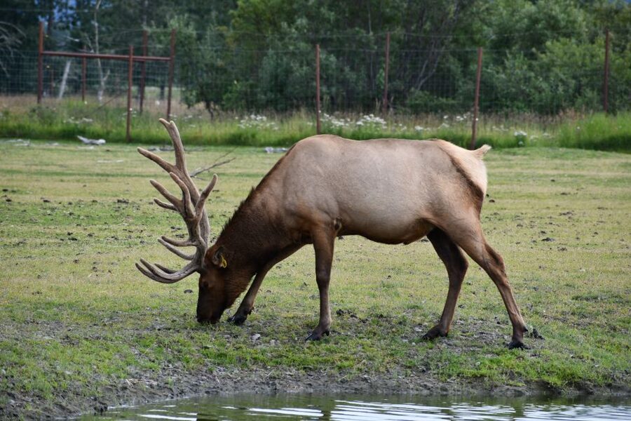 From Anchorage: Valley of Glaciers & Wildlife Center Tour - Why this Anchorage day trip works