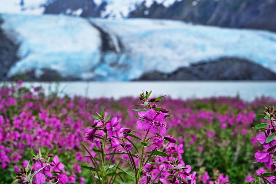 From Anchorage: Valley of Glaciers & Wildlife Center Tour - Portage Valley and three glacier views