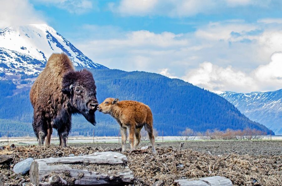 From Anchorage: Valley of Glaciers & Wildlife Center Tour - Making time for lunch after the cruise
