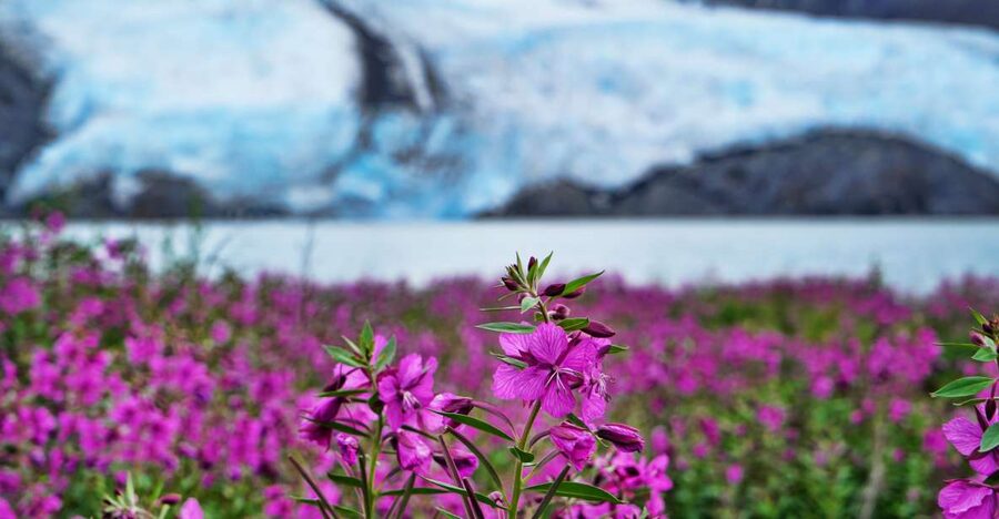 From Anchorage: Valley of Glaciers & Wildlife Center Tour - What to bring and who should book