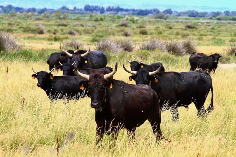 From Avignon: Camargue Tour with Bird Park Entry - Why the Camargue makes a good day from Avignon
