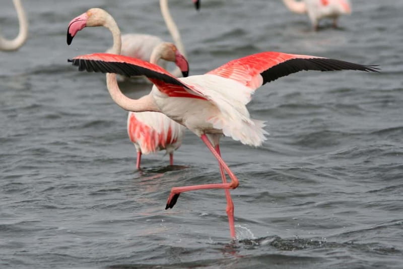 From Avignon: Camargue Tour with Bird Park Entry - Saintes-Maries-de-la-Mer: church, beach, and lunch