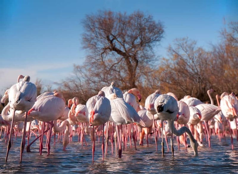 From Avignon: Camargue Tour with Bird Park Entry - Looking for bulls and white horses