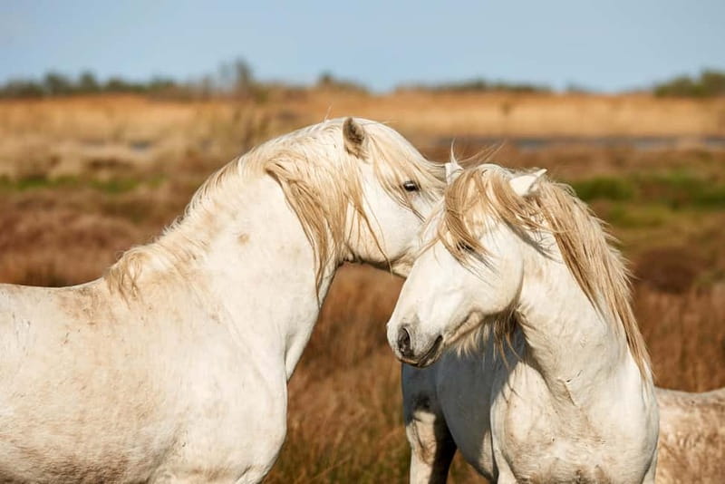 From Avignon: Camargue Tour with Bird Park Entry - Who should book this Camargue tour?