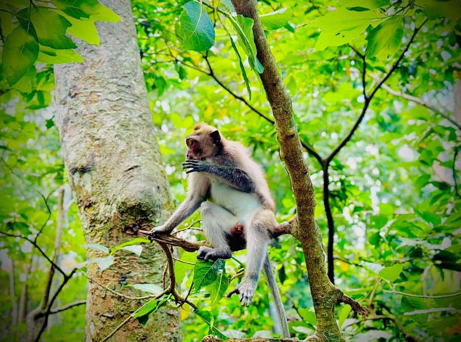 From Bali: Saraswati Temple, Monkey Forest, Ubud Waterfalls - Ubud Market: browsing without pressure