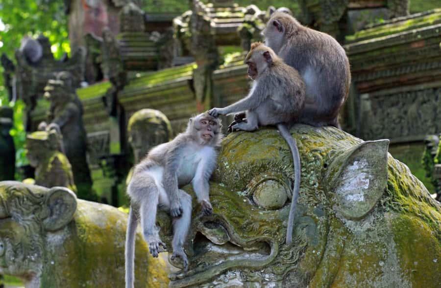 From Bali: Saraswati Temple, Monkey Forest, Ubud Waterfalls - Guides, vehicles, and the real pace of the day