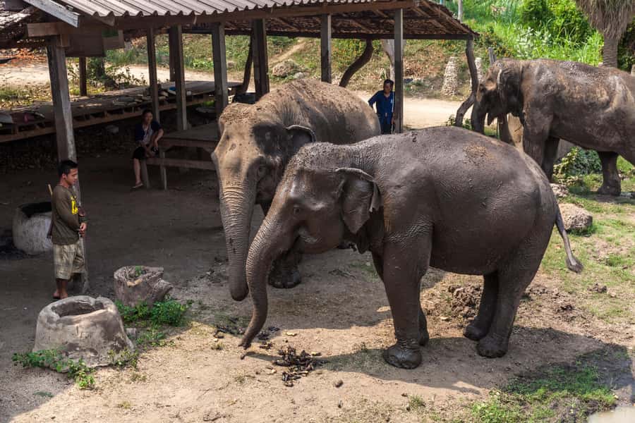 From Bangkok: Elephant Sanctuary and Kanchanaburi Tour - A Bangkok departure with a very long road ahead