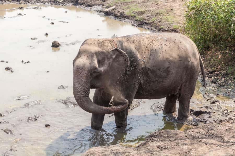 From Bangkok: Elephant Sanctuary and Kanchanaburi Tour - What to pack for a smoother day