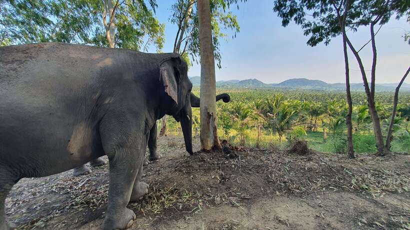 From Bangkok: Living Green Elephant Sanctuary Day Trip - Bathing time and the realities of elephants
