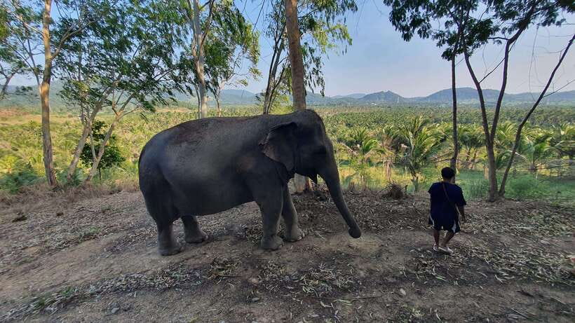 From Bangkok: Living Green Elephant Sanctuary Day Trip - How much time do you really spend with the elephants