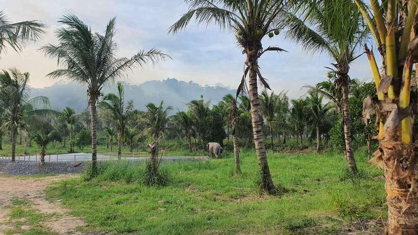 From Bangkok: Living Green Elephant Sanctuary Day Trip - Is $57 good value?