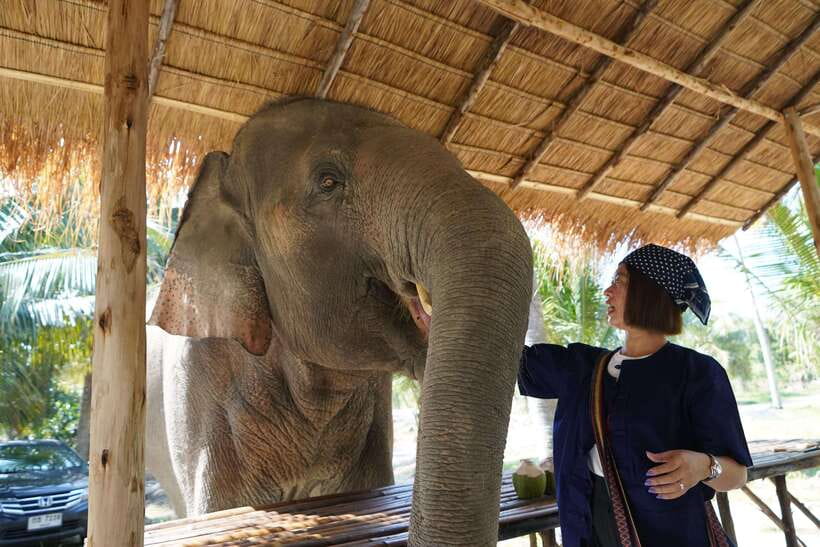 From Bangkok: Living Green Elephant Sanctuary Day Trip - What to bring and who should book