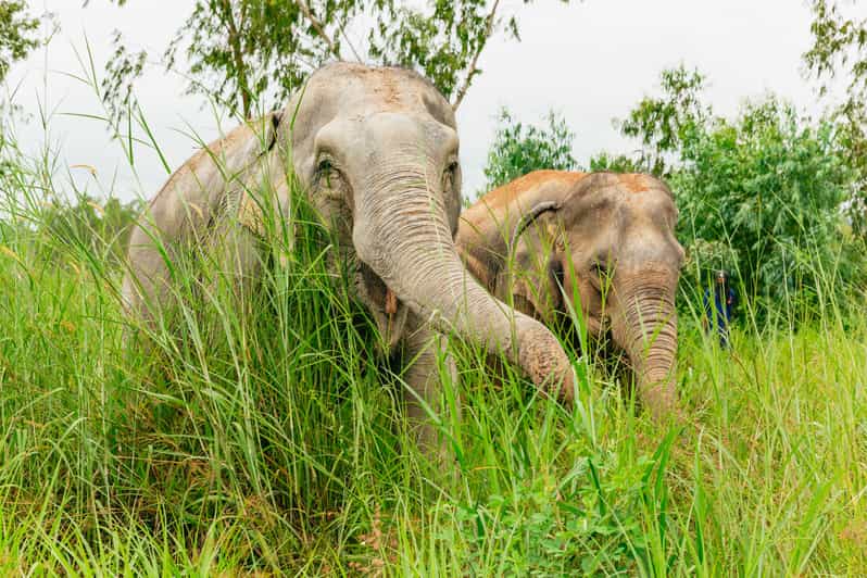 From Bangkok: Pattaya Ethical Elephant Sanctuary Day Trip - Key points to know before booking