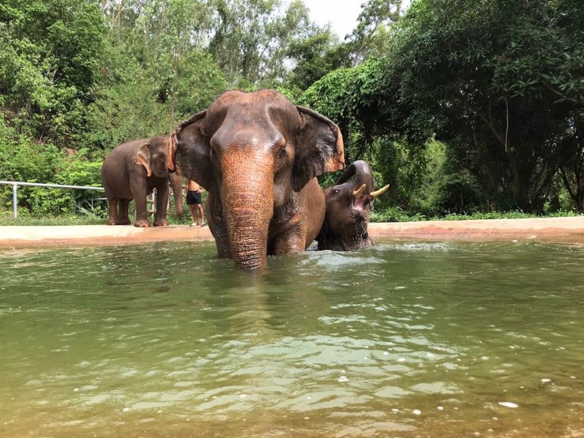 From Bangkok: Pattaya Ethical Elephant Sanctuary Day Trip - Who will enjoy this day most?