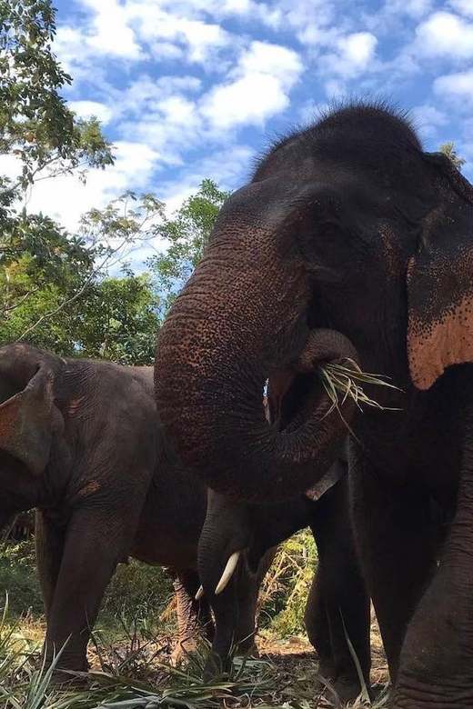 From Bangkok: Pattaya Ethical Elephant Sanctuary Day Trip - Meeting Pattaya’s rescued elephants