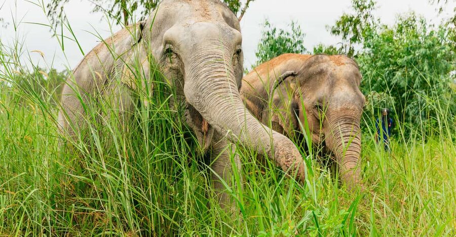 From Bangkok: Pattaya Ethical Elephant Sanctuary Day Trip - The mud spa and the walk through the grounds