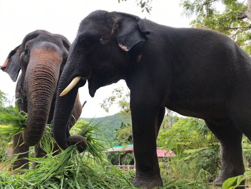 From Bangkok: Pattaya Ethical Elephant Sanctuary Day Trip - Bathing and swimming with the elephants