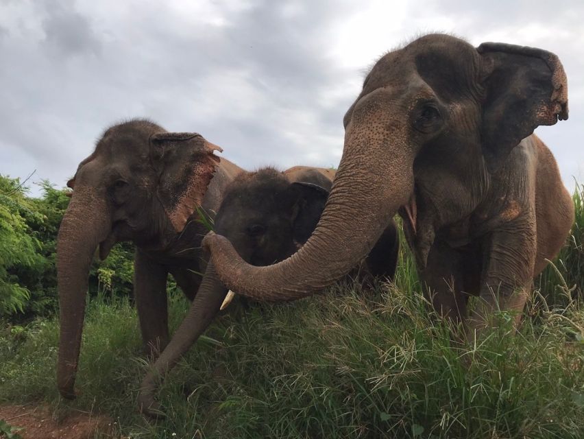 From Bangkok: Pattaya Ethical Elephant Sanctuary Day Trip - How ethical is this elephant encounter?