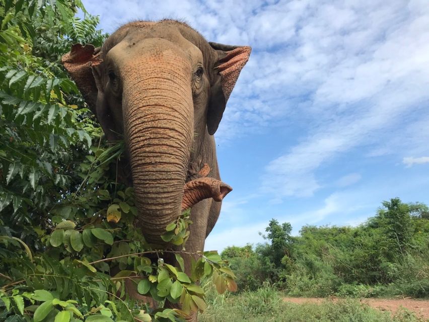 From Bangkok: Pattaya Ethical Elephant Sanctuary Day Trip - Is $142 a fair price?
