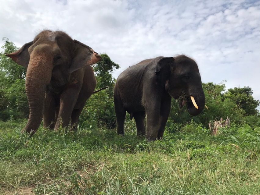 From Bangkok: Pattaya Ethical Elephant Sanctuary Day Trip - Feeding, rice balls, bananas, and sugar cane