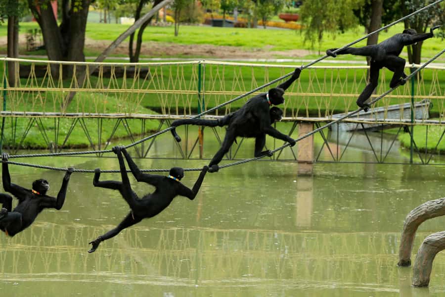 From Bogota: Jaime Duque Park and zoo with ticket included - World Costumes adds a human touch