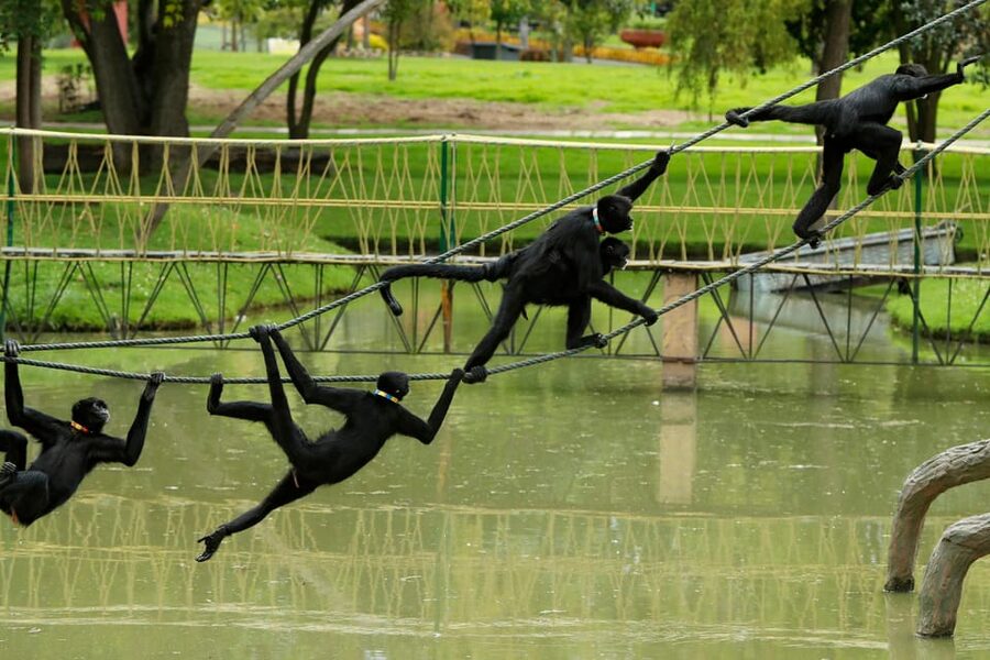 From Bogota: Jaime Duque Park and zoo with ticket included - What the six-hour schedule really allows