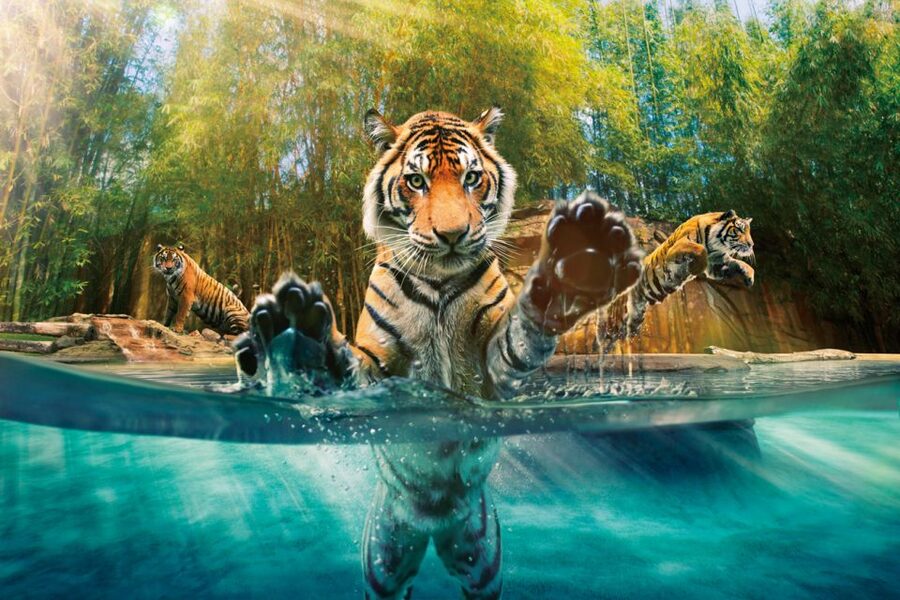 From Brisbane: Australia Zoo Ticket and Roundtrip Transfer - Why this Australia Zoo day trip works