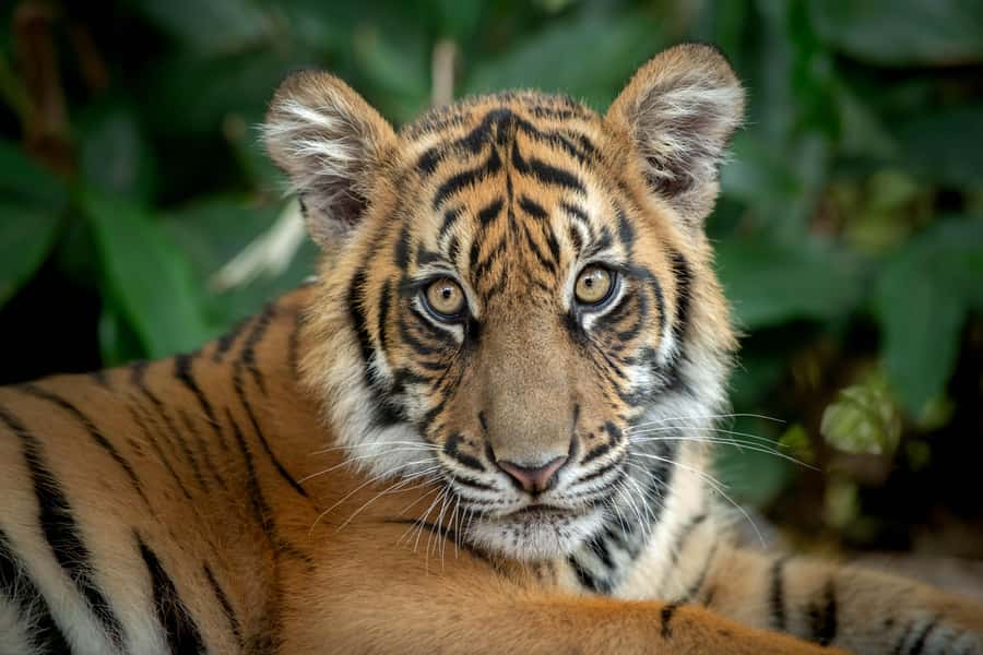 From Brisbane: Australia Zoo Transfer and Entry Ticket - Six hours to plan your own zoo day