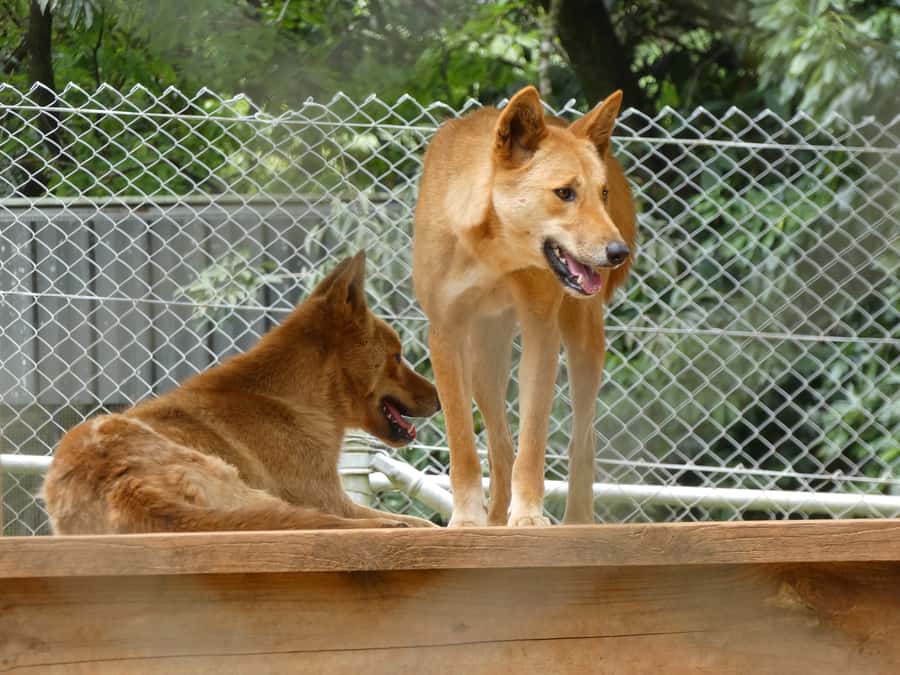 From Brisbane: Day Trip to Noosa, Glass House Mtns and Zoo - Should you book it?