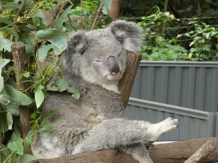 From Brisbane: Day Trip to Noosa, Glass House Mtns and Zoo - Nutworks and the Ginger Factory