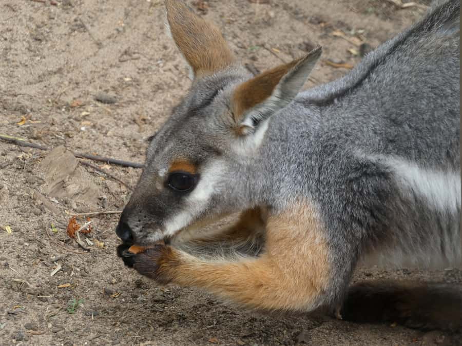 From Brisbane: Day Trip to Noosa, Glass House Mtns and Zoo - Is $175 a fair price from Brisbane?