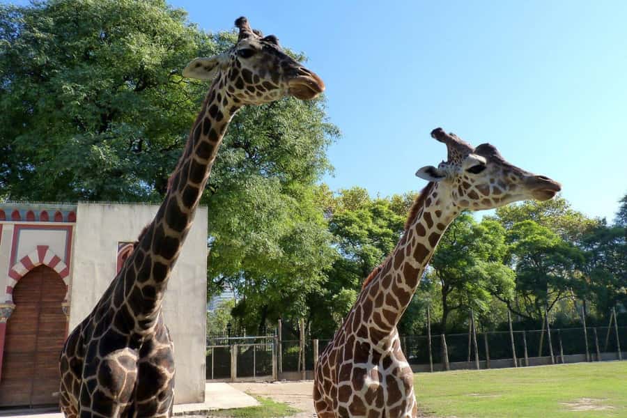 From Buenos Aires: Temaiken Zoo Tour with Ticket Included - Key points to know before you go