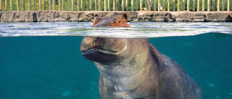 From Buenos Aires: Temaiken Zoo Tour with Ticket Included - Leaving Buenos Aires for Temaikèn