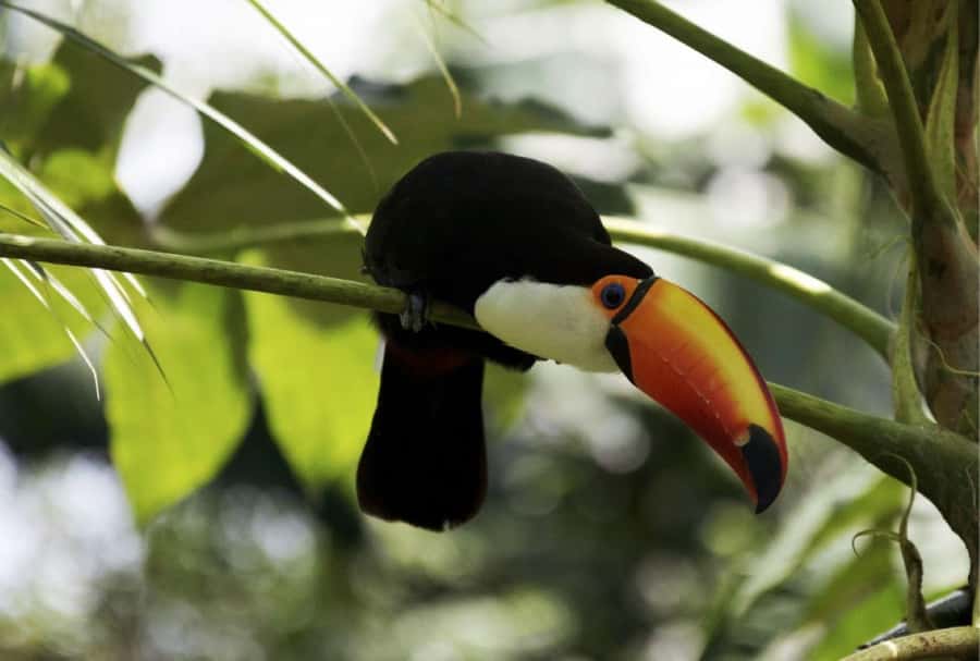 From Buenos Aires: Temaiken Zoo Tour with Ticket Included - La Chacra and the Argentine countryside