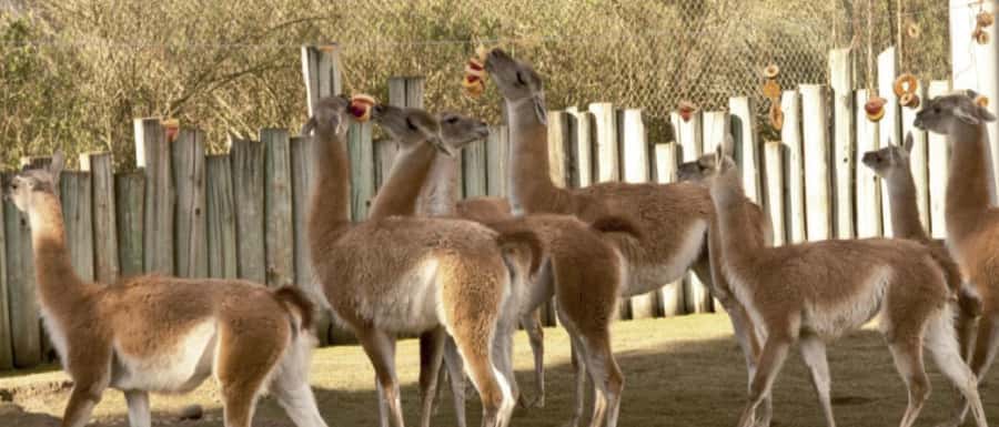 From Buenos Aires: Temaiken Zoo Tour with Ticket Included - More than animals: plants and a 360-degree cinema